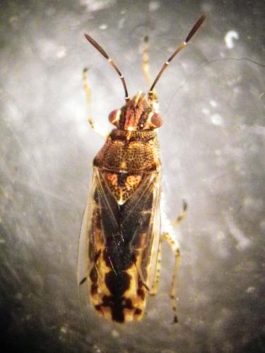 Réf. 273 755 : Nysius sp.